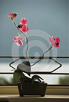 Orchids in the light