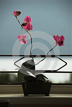 Orchids in the light