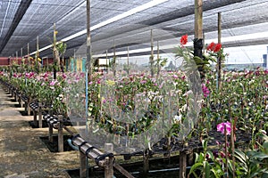 Orchids are in nursery house, Thailand.