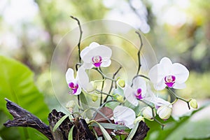 Orchids,orchids purple ,orchids purple Is considered the queen of flowers in Thailand.orchids,orchids purple ,orchids purple Is