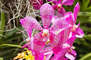 Orchids,orchids purple ,orchids purple is queen of flowers in Thailand