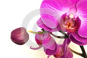 Orchids - phalaenopsis