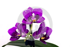 Orchids - phalaenopsis