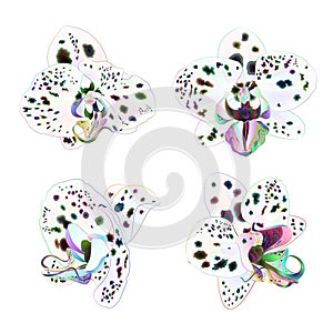 Orchids Phalaenopsis with dots multi colored closeup beautiful flower isolated set second on a white background vintage vector