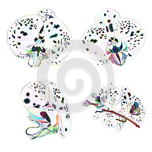 Orchids Phalaenopsis with dots multi colored closeup beautiful flower isolated set third on a white background vintage vector i