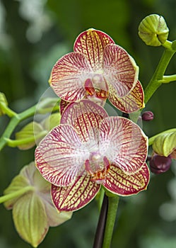 Orchids pink flowers