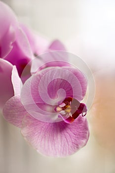 Orchids with pink petals in the morning light