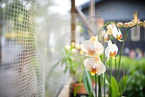 orchids placed in a netted outdoor enclosure