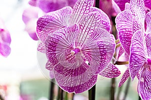 Orchids are plants that belong to the family Orchidaceae