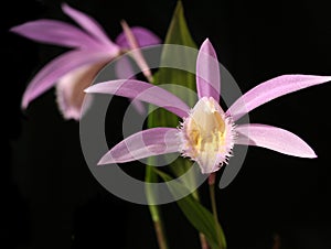 Orchids pleione isolated on black