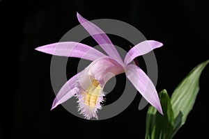 Orchids pleione isolated on black