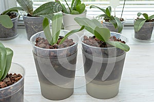 Orchids in the pot. Watering orchid by immersion in water.The most correct method of watering and fertilize orchids