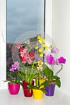 Orchids in the pots