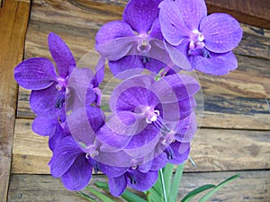 Orchids predominantly violet photo