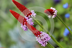 Orchids primula- Primula Vialii has beautiful red-pink flowers photo