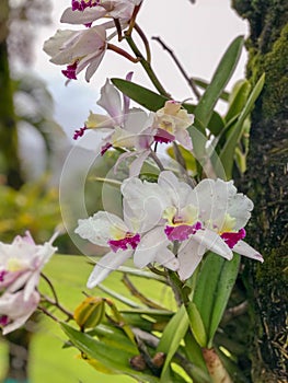 Orchids in The Princeville Botanical Gardens, Kauai, Hawaii. USA