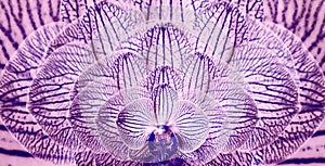 Orchids purple-blue.. background of flowers orchids. Flower composition. Closeup. Motley brindle flowers.