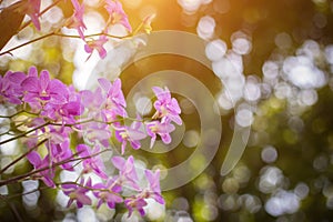 Orchids,orchids purple ,orchids purple Is considered the queen of flowers in Thailand