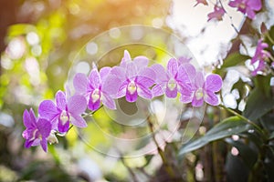 Orchids,orchids purple ,orchids purple Is considered the queen of flowers in Thailand photo