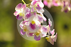 Orchids purple Is considered the queen of flowers in Thailand photo