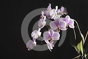 Orchids purple-white buds. Orchid on a dark background. Phalaenopsis bud. A branch of flowers. Delicate flower. Place