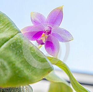 Orchids purple yellow bud. Orchid pink flora background. Phalaenopsis plant. Delicate leaf flower close-up. Rare variety