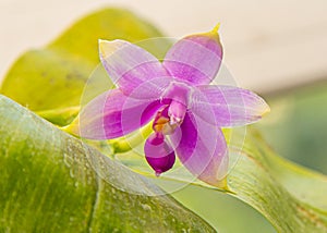 Orchids purple yellow bud. Orchid pink flora background. Phalaenopsis plant. Delicate leaf flower close-up. Rare variety