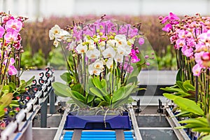 Orchids ready for export in a greenhouse