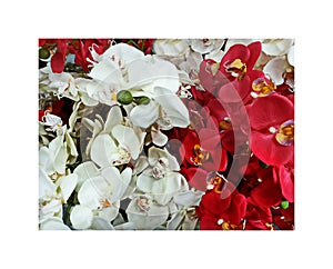 Orchids Red and White Flowers Background decoration design abstract art, Flowers decor for home ,greeting card ,women`s day