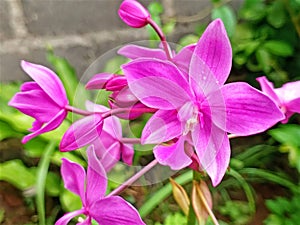 Orchids require extra and painstaking care