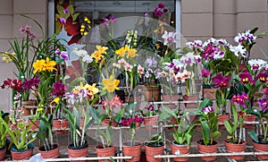 Orchids for sale, Street market in Asuncion, Paraguay. photo