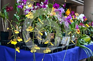 Orchids for sale, Street market in Asuncion, Paraguay.