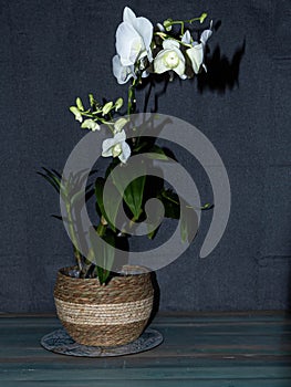 Orchids and Shadows from Buds to Blooms