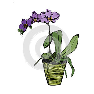 Orchids in sketch style isolated on white, vector illustration