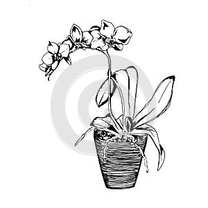 Orchids in sketch style, vector illustration