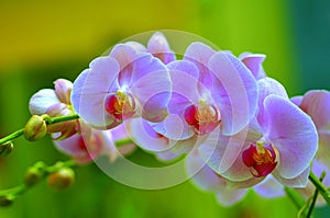 Orchids sonata