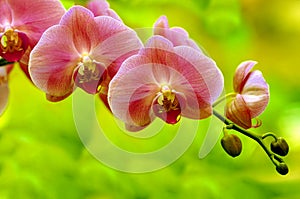 Orchids sonata