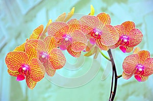 Orchids sonata