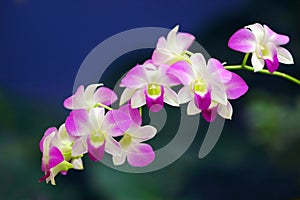 Orchids Sonata photo