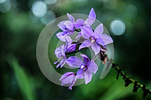 Orchids Spathoglottis plicata Blum flowers