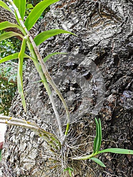 Orchids thrive on large trees.