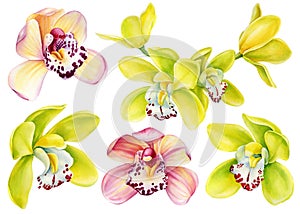 Orchids, Tropical pink and yellow flowers set, isolated background, watercolor botanical illustration, jungle flora