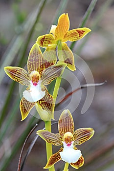 Orchids, Venezuela