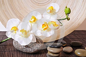 Orchids Wellness Stone