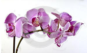 Orchids on white