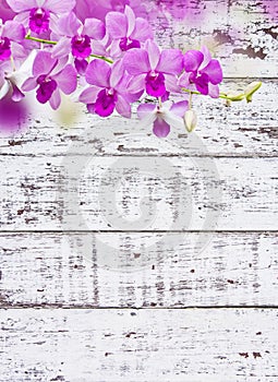 Orchids on white wood