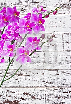 Orchids on white wood