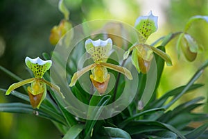 Orchids : Yellow Lady`s Slipper