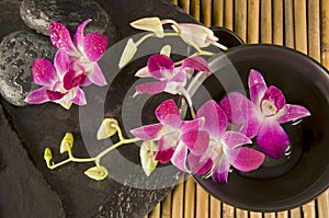 Orchids In a Zen Environment