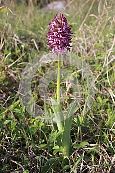 Orchis angusticruris - Wild plant shot in the spring.